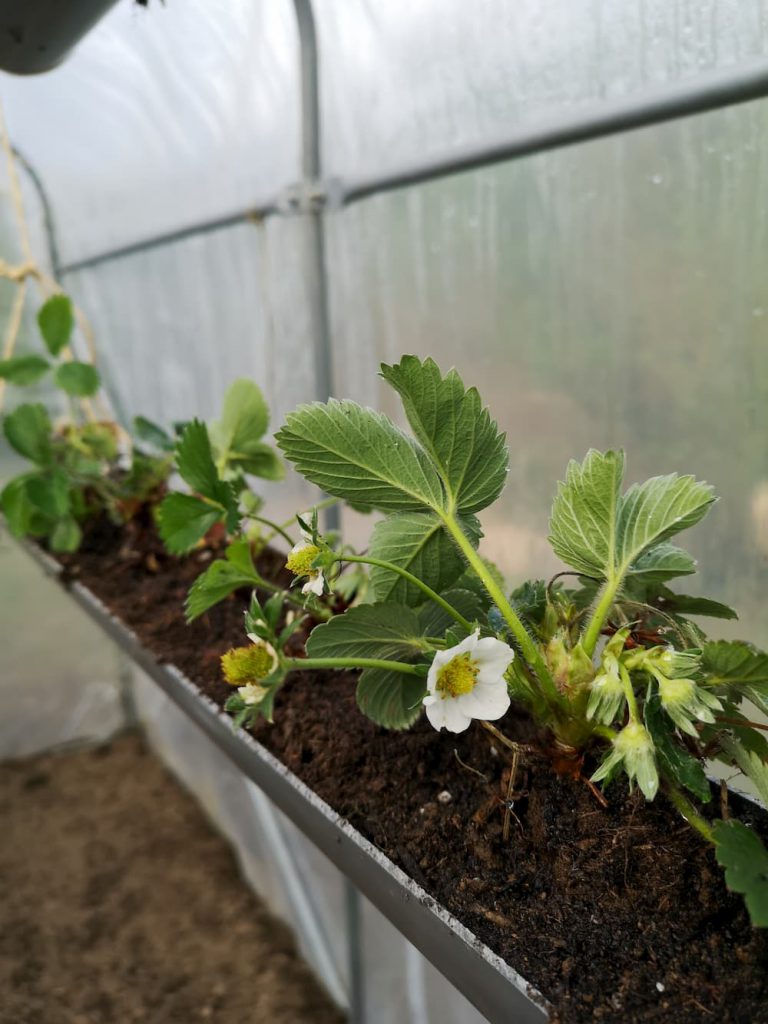 les-boutons-de-fleurs-sont-déja-là
